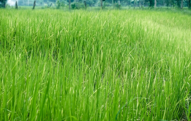 시골 배경에서 녹색 쌀 농장