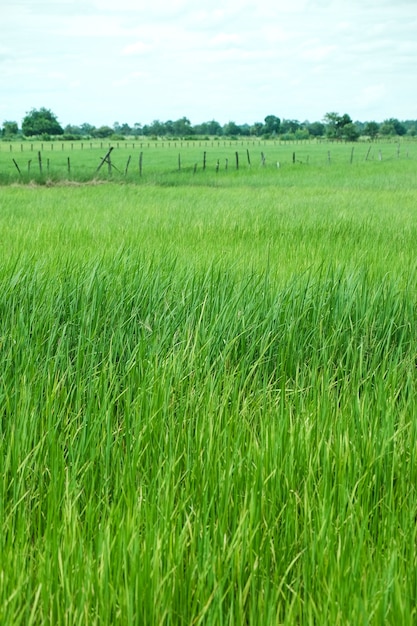 Green rice farm in rural background