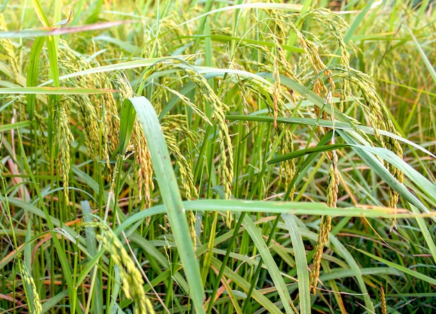 green rice farm