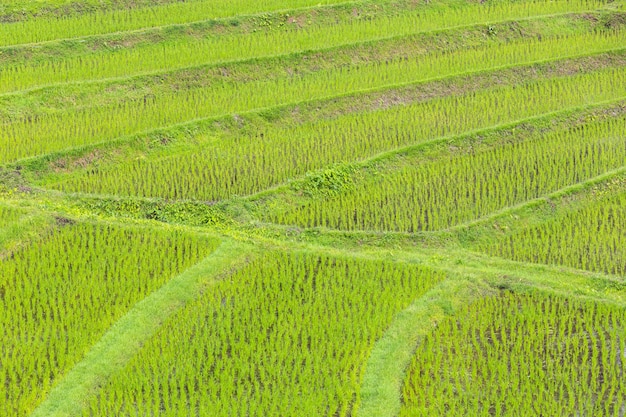 Green rice field in asia at spring time