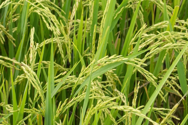 Green rice field background