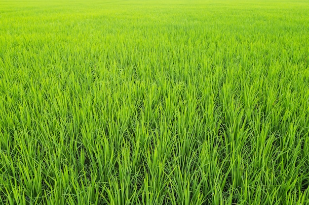 背景の緑の田んぼ