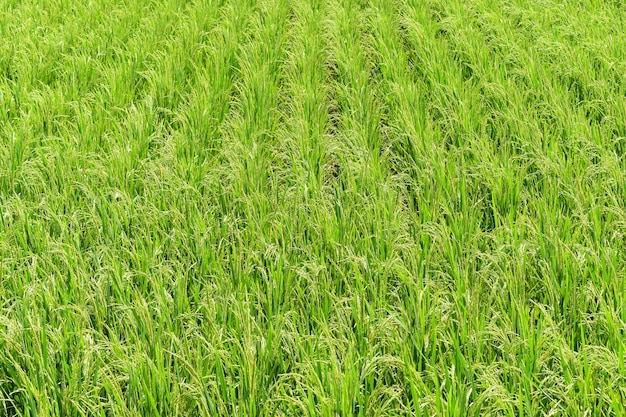 Green rice in field for background