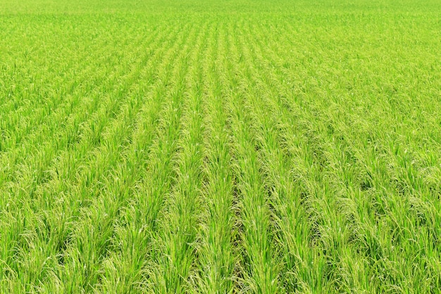 Green rice in field for background