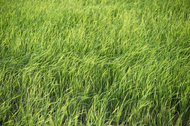 Green rice field blowing in plantation at countryside