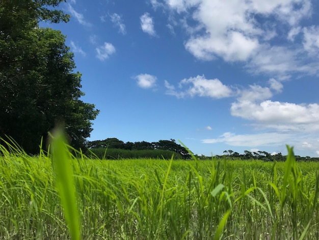 A green rice field under a blue sky