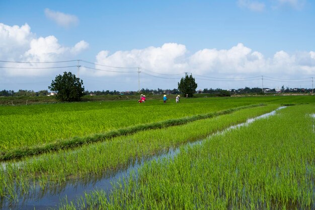 Green rice field in a daylight Harvest of rice