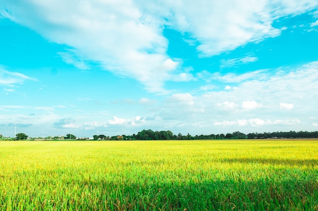 Green rice field. environment nature plant spring summer. rural scene