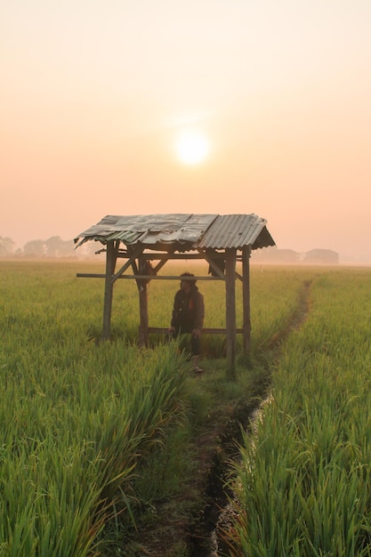 写真 太陽が昇る朝の緑の米畑