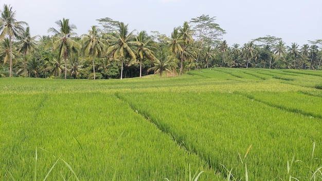 A green rice field in indonesia