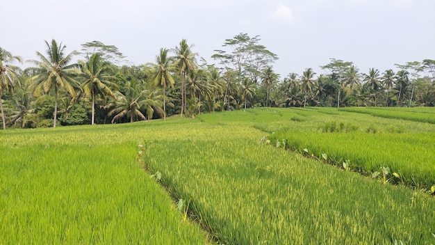 A green rice field in indonesia