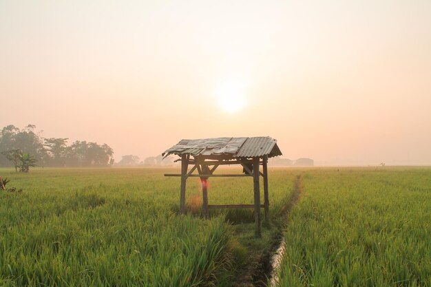 Foto campo di riso verde al mattino con l'alba