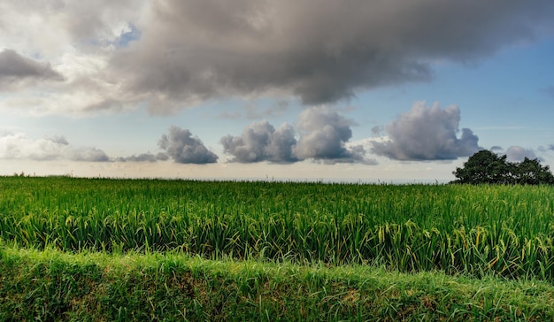 Green rice field and sky with white clouds