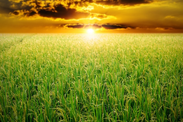 Green rice field at sunrise sky