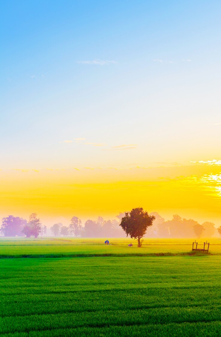Green rice field and sunset