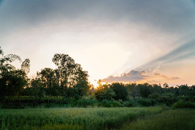 Giacimento verde del riso e il tramonto