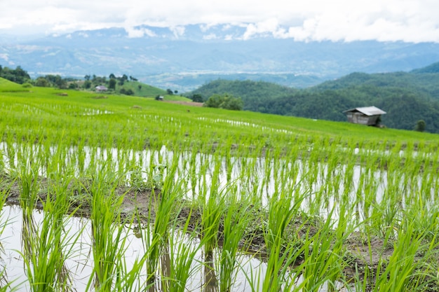 Green rice field on terrace in mountain valley. 