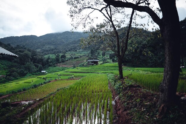 Green Rice field on terraced and farm hut