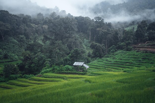 Green Rice field on terraced and farm hut