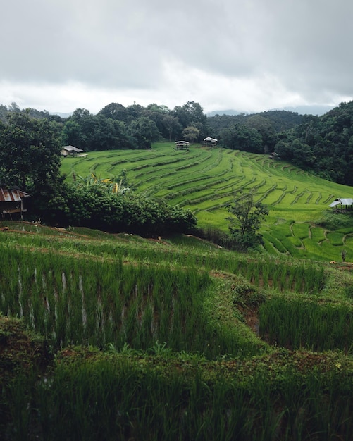 Green Rice field on terraced and farm hut