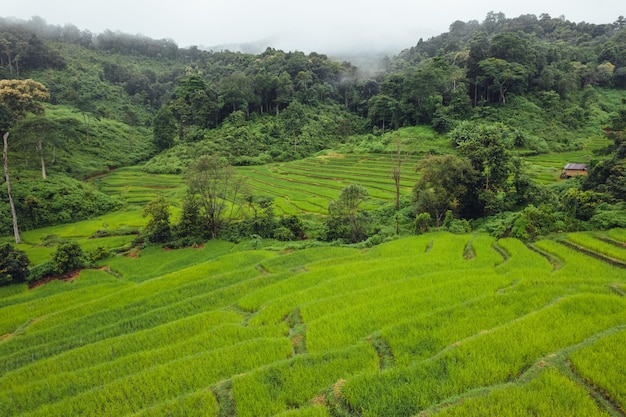 Green Rice field on terraced and farm hut