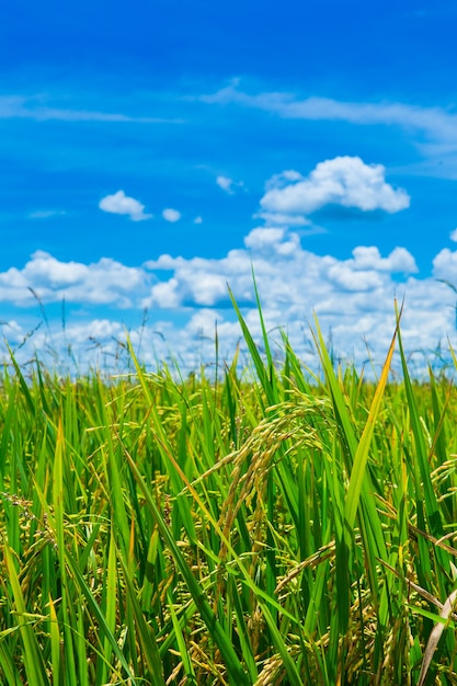 Giacimento verde del riso con cielo blu in tailandia