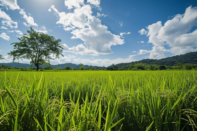 Green rice field with blue sky