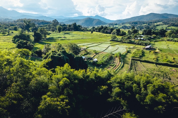 Green Rice field with evening light