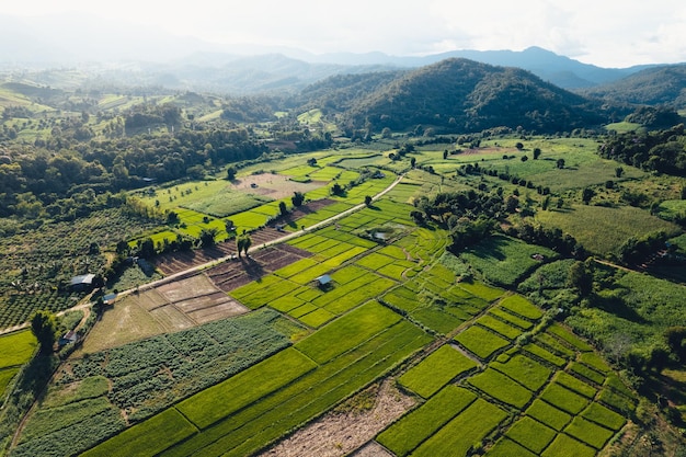 Green Rice field with evening light