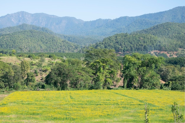 Green Rice Field with Mountains Background