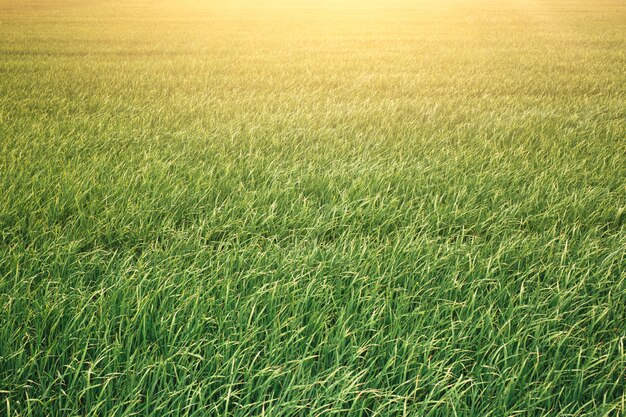 Green rice field with sunlight