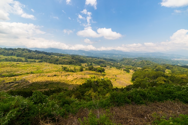 Green rice field