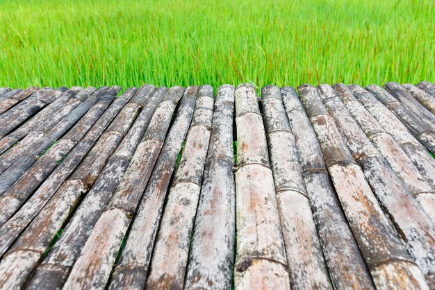 Green rice field