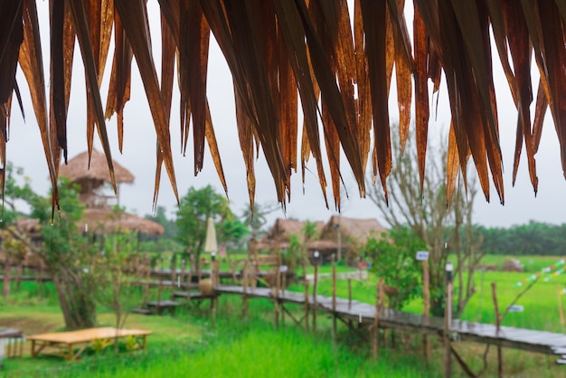 Green rice field