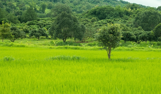 Green Rice Field