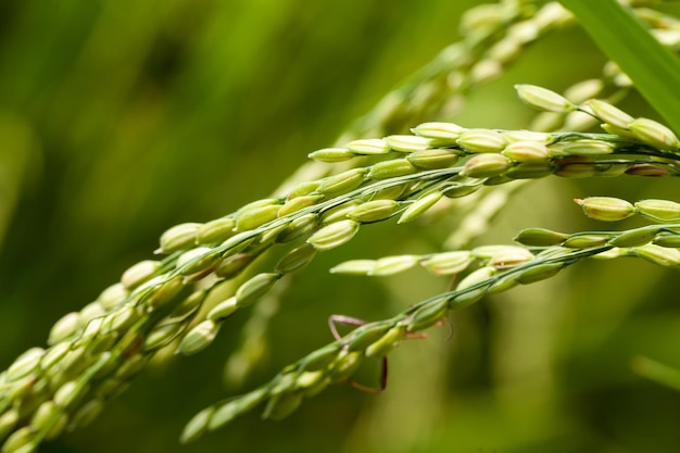 Green Rice Field