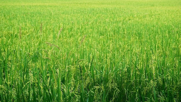 green rice field