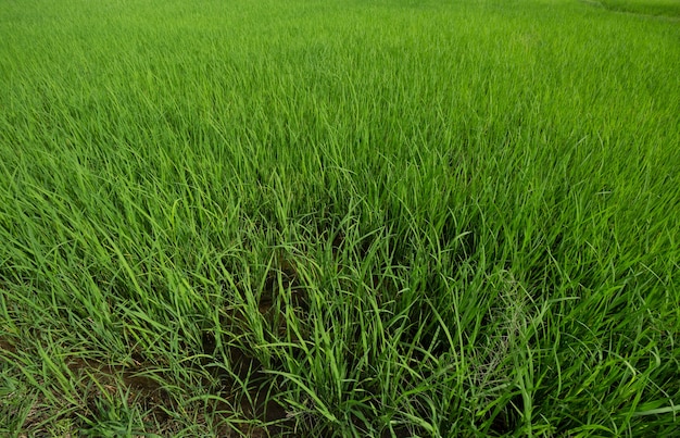 Foto campo di riso verde