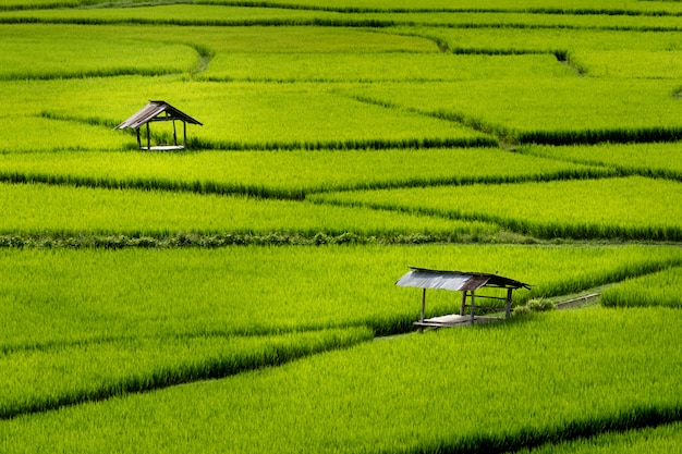 Green rice field