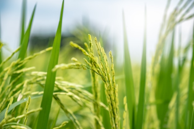 Photo green rice field