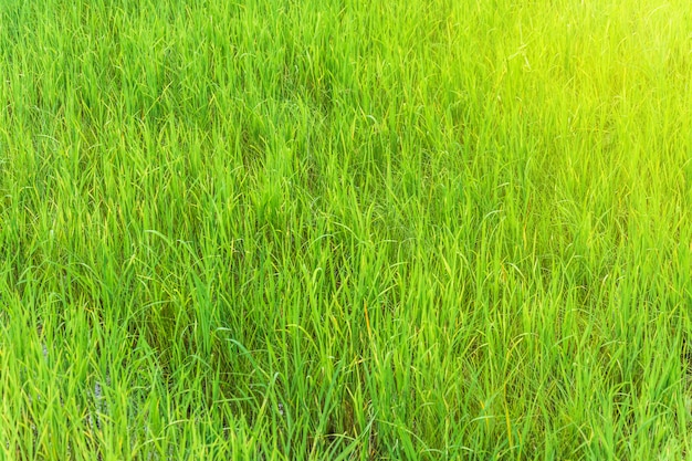 Green rice field