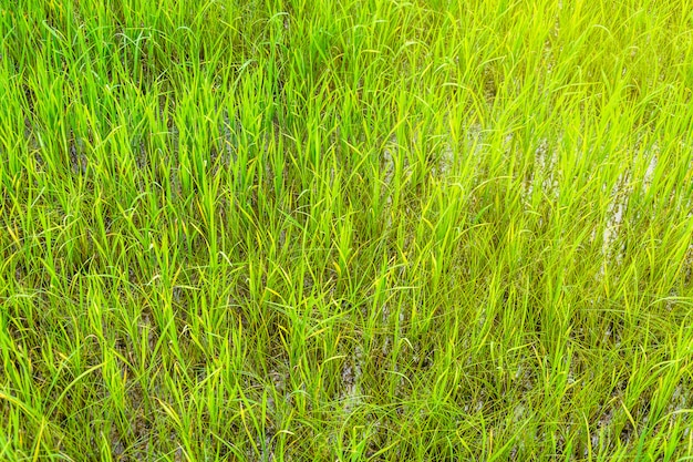 Green rice field