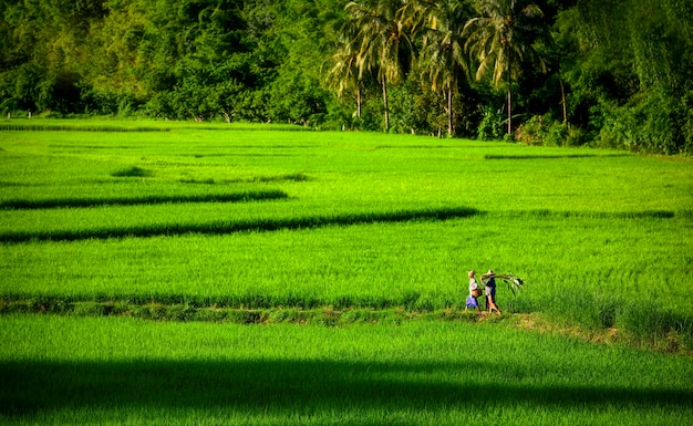 Green Rice Field