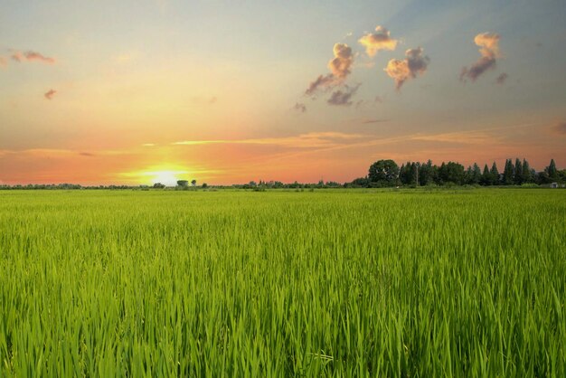 The green rice field