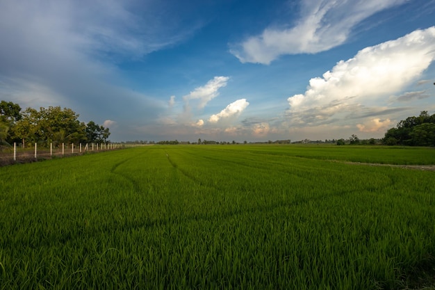 写真 緑の田んぼと美しい青い空。