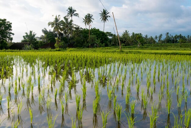 Green rice fields on Bali island Jatiluwih near Ubud Indonesia