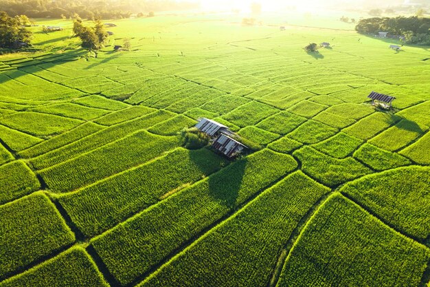 Green rice fields in the evening