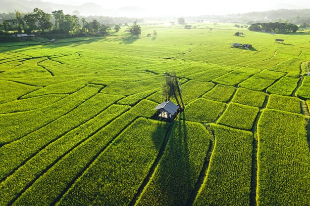 Green rice fields in the evening
