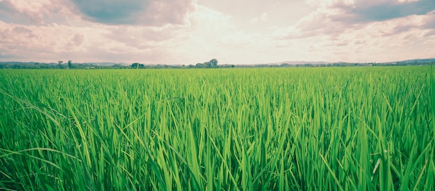Зеленые рисовые поля в погожий день