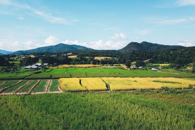 Green rice fields from above In the countryside